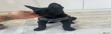 Belgian Shepherd Dog 1
