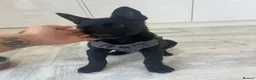 Belgian Shepherd Dog dogs for sale: Malinois  - Advert 3