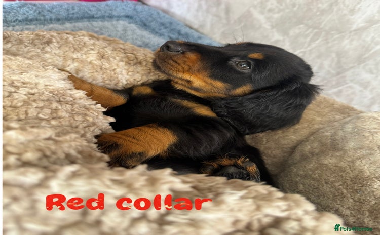 Miniature Dachshund dogs - Advert 3