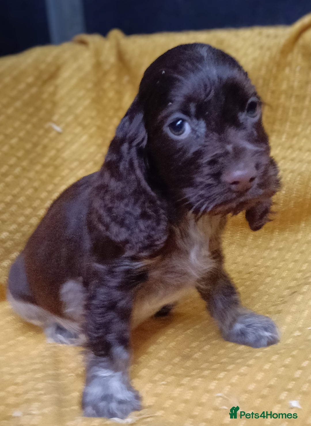 Cocker Spaniel dogs for sale: 🩷Scrumptious Cocker Spaniel puppies 🩷 - Advert 6