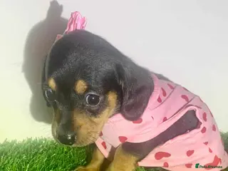 Miniature Dachshund dogs (Kc registered ready now)tiny daschund puppies - Advert 17