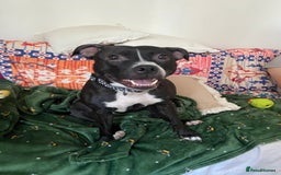 Staffordshire Bull Terrier dogs for sale: Lassie the staffy  - Image 4