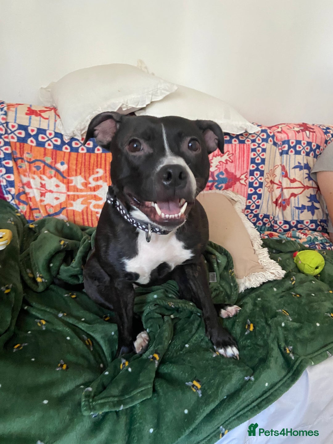 Staffordshire Bull Terrier dogs for sale: Lassie the staffy  - Image 4