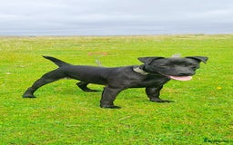Patterdale Terrier dogs for sale: TOP QUALITY PATTERDALES  - Image 4