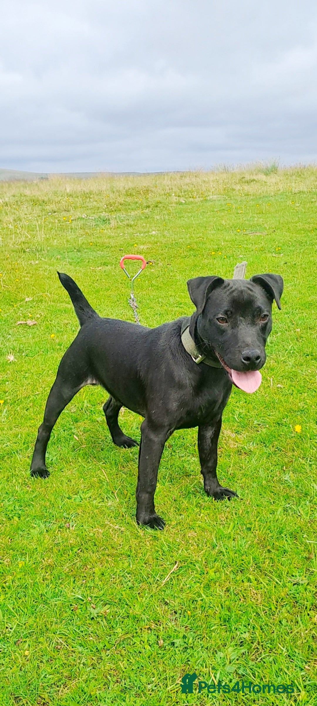 Patterdale Terrier dogs for sale: TOP QUALITY PATTERDALES  - Image 4