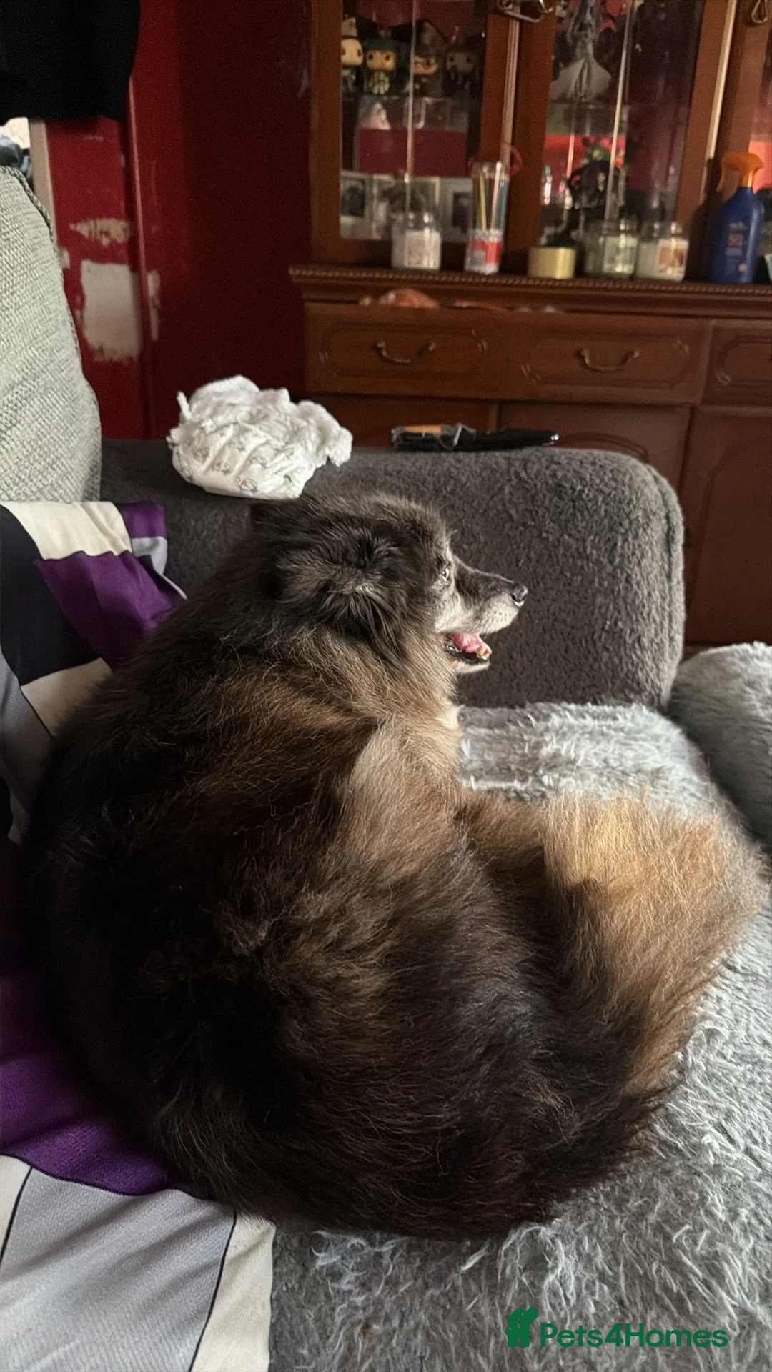 Pomsky dogs for sale: Female pomsky 3 years old  - Advert 2