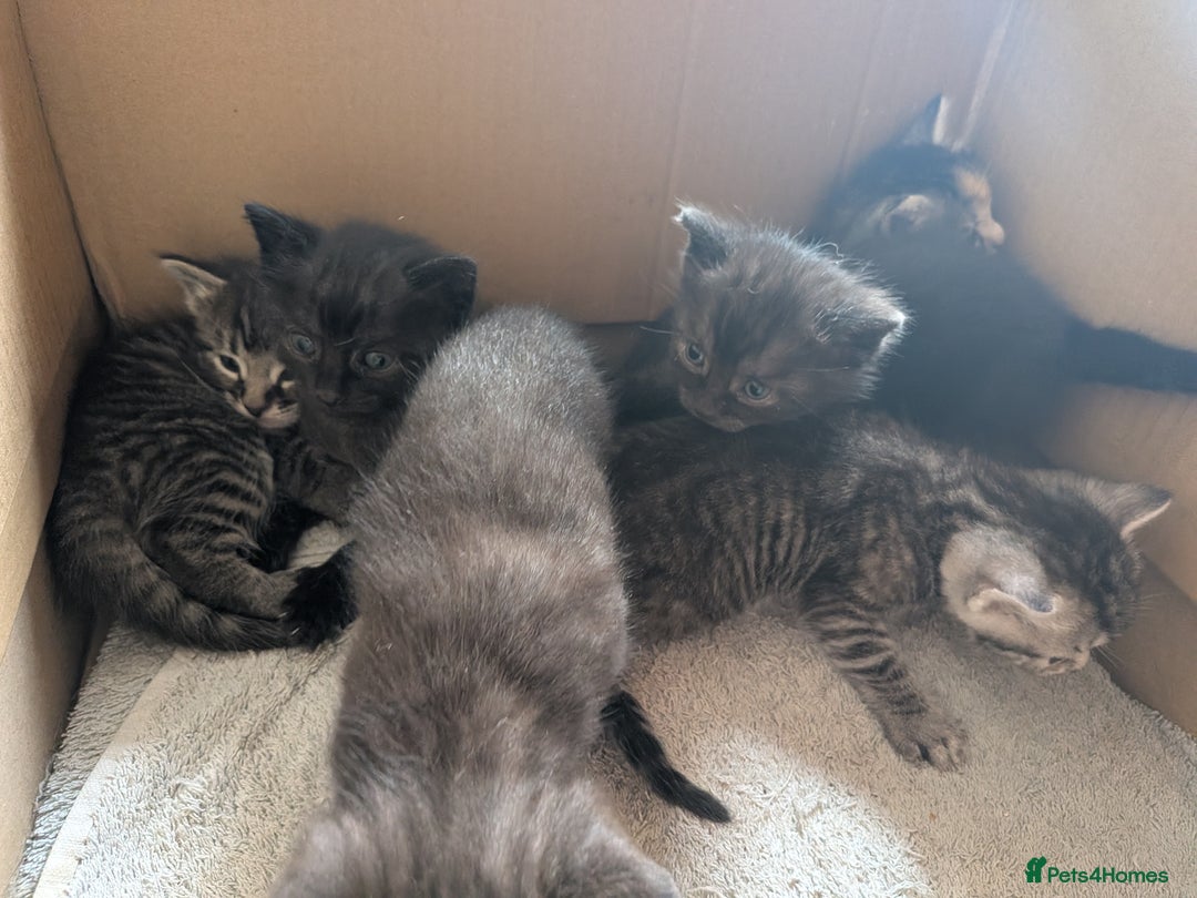 Domestic Shorthair cats for sale: Tabby and black kittens  - Image 8