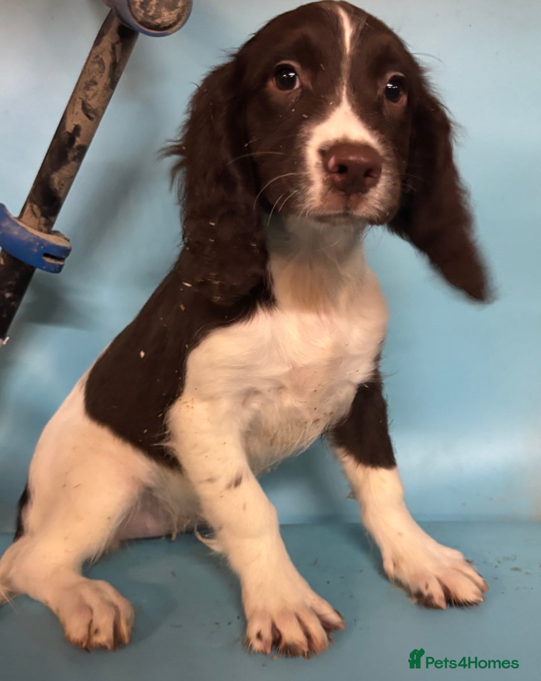 English Springer Spaniel dogs for sale: English springer spaniel - Image 5