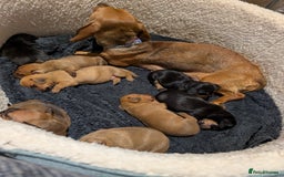 Dachshund dogs for sale: 5 week Old Dachshunds - Image 4