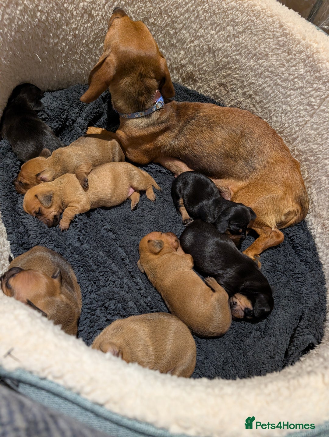 Dachshund dogs for sale: 5 week Old Dachshunds - Image 4