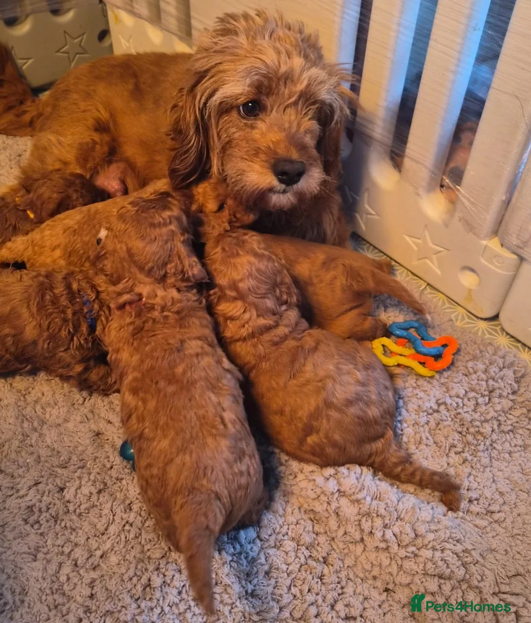 Cavapoo dogs for sale: Adorable Red F1B Cavapoo puppies (5M & 3F) - Advert 2