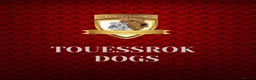 Miniature Schnauzer dogs for sale: Adorable Black & silver miniature schnauzers  - Advert 2