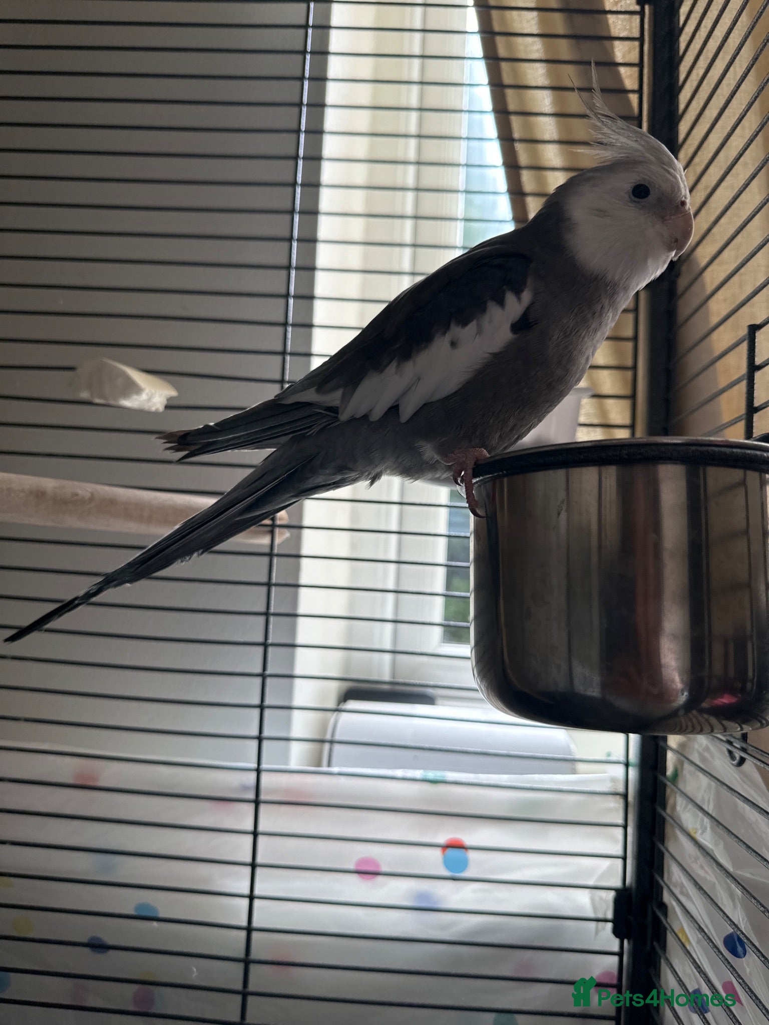 Cockatiels birds Whiteface grey cockatiel  - Advert 1