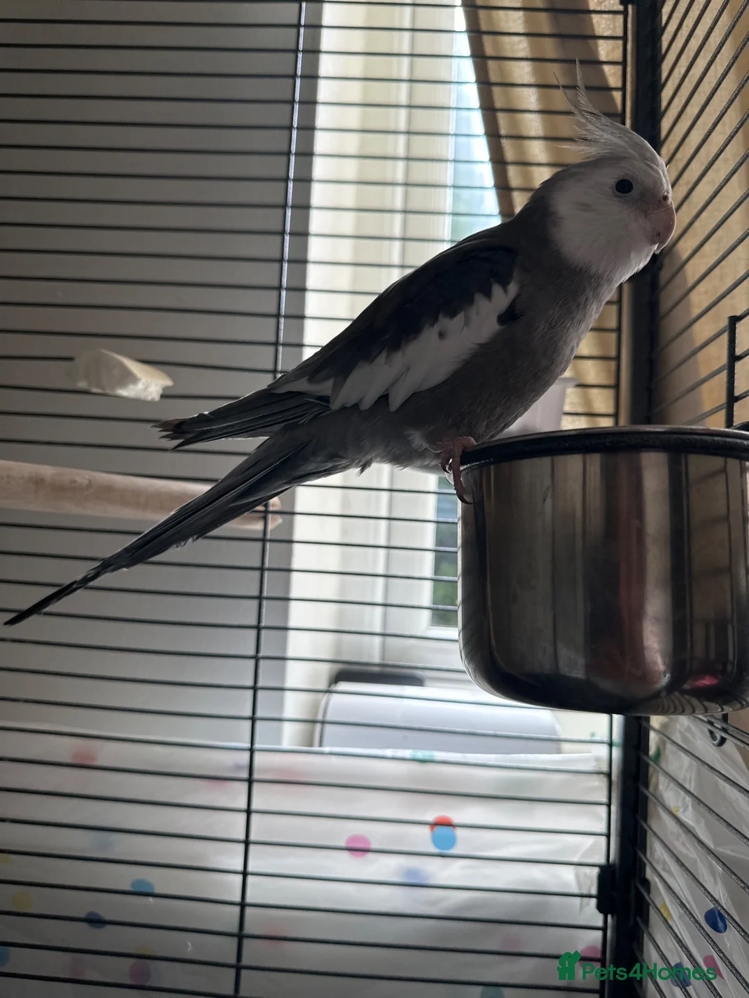 Cockatiels birds for sale: Whiteface grey cockatiel  in Manchester - Advert 1