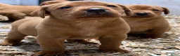 Labrador Retriever dogs for sale: Stunning KC Fox Red Boys & Girls Labradors  - Advert 4
