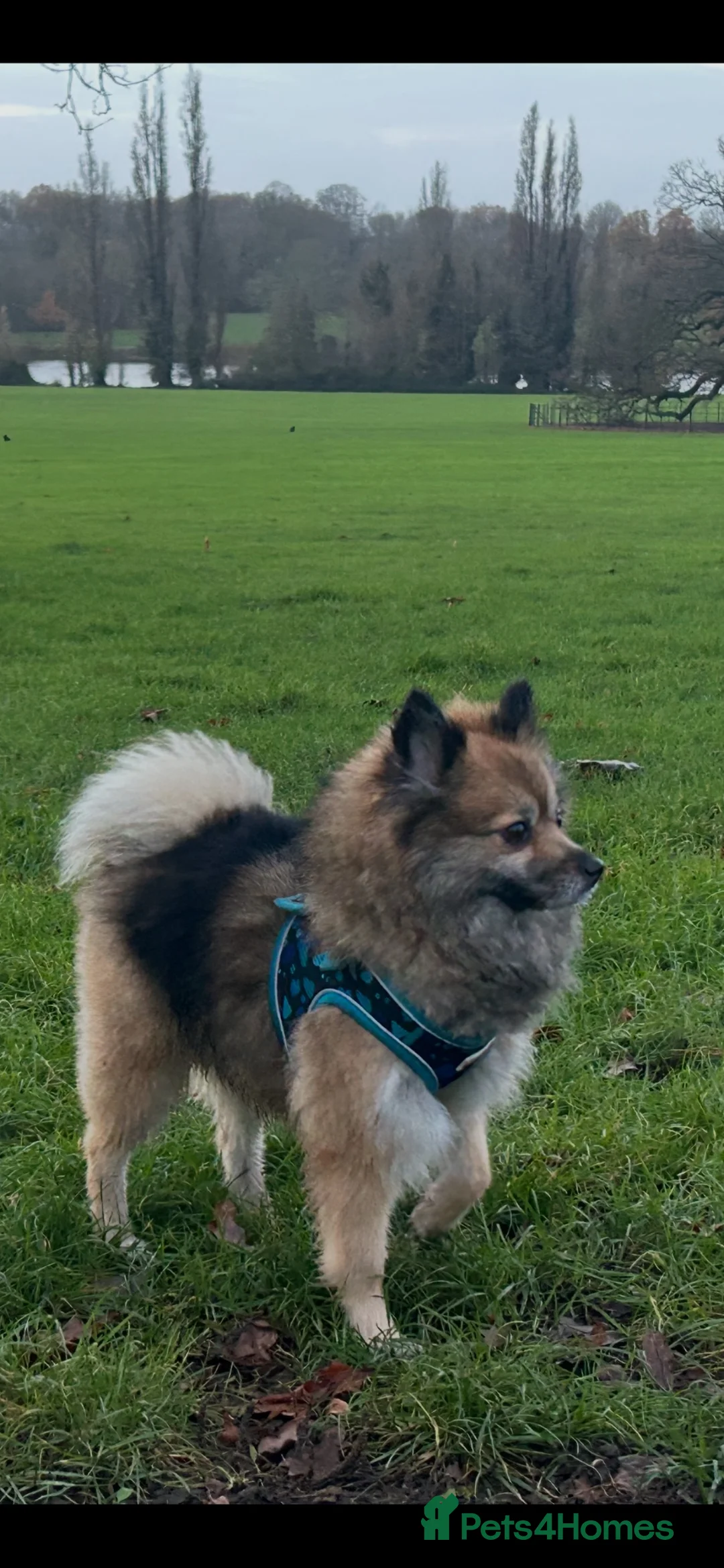 Pomeranian dogs for stud: Pomeranian bear 🐻 stud  in Dartford - Advert 2