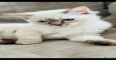 Ragdoll cats - Advert 3