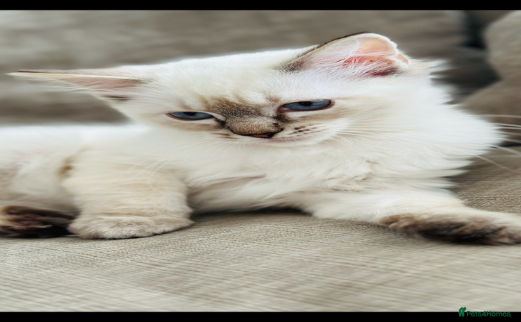 Ragdoll cats - Advert 2