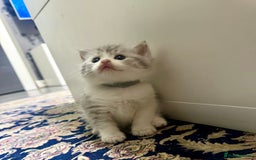 Mixed Breed cats for sale: Scottish fold X - Image 3