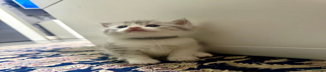 Kitten 1
