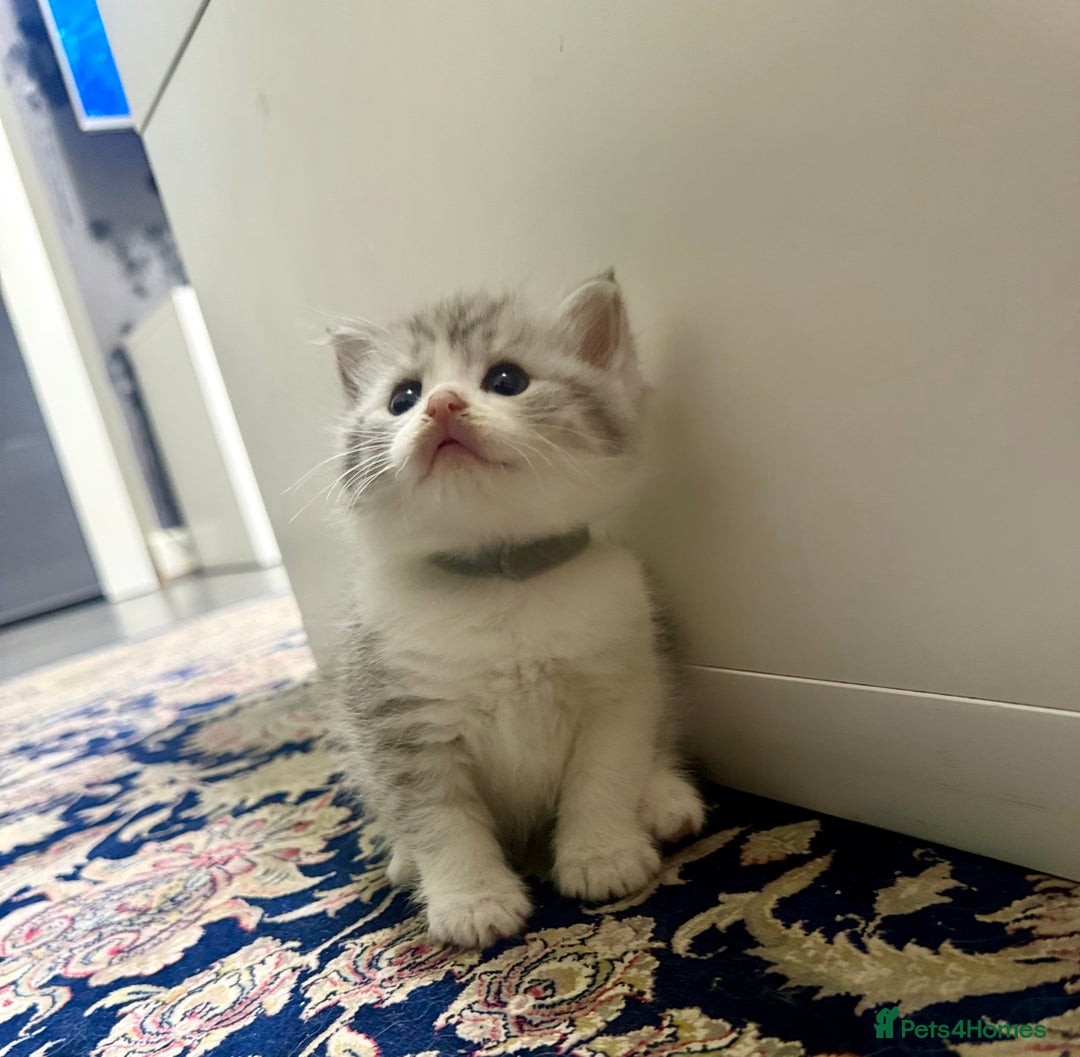 Mixed Breed cats for sale: Scottish fold X - Image 3