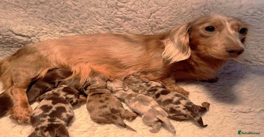 Miniature Dachshund dogs - Advert 2