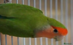Lovebirds birds for sale: Two love birds  - Image 4