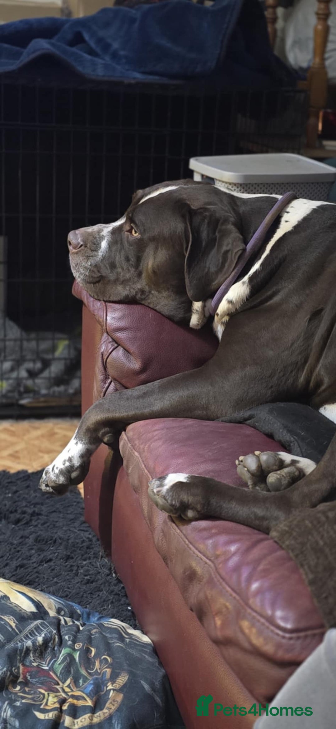 Mixed Breed dogs for sale: Moose and Zero Brothers  - Advert 5