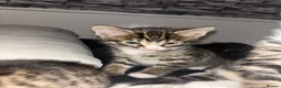 Mixed Breed cats for sale: 4 beautiful kittens ready to go now - Advert 10