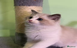 Ragdoll cats for sale: WORLD BEATIFUL RAGDOLL KITTEN/FIFe - Image 11