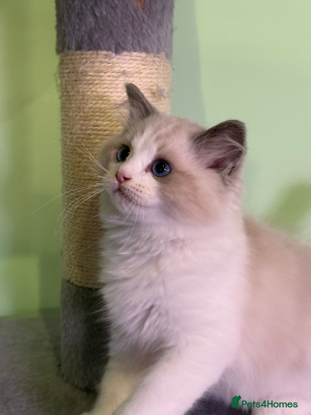 Ragdoll cats for sale: WORLD BEATIFUL RAGDOLL KITTEN/FIFe - Image 11