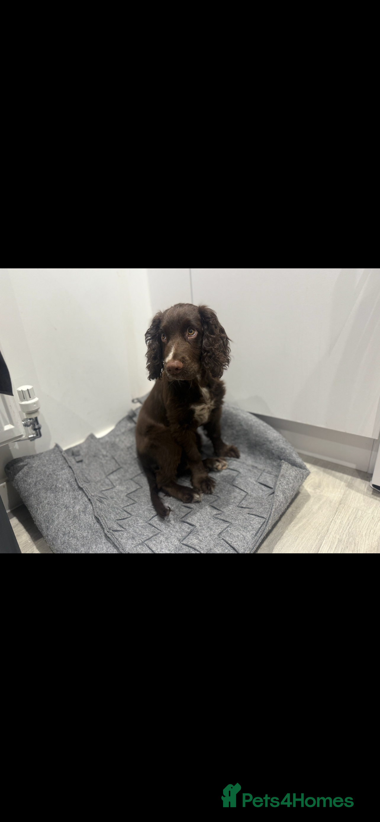 Sprocker dogs Woody for stud  - Advert 1