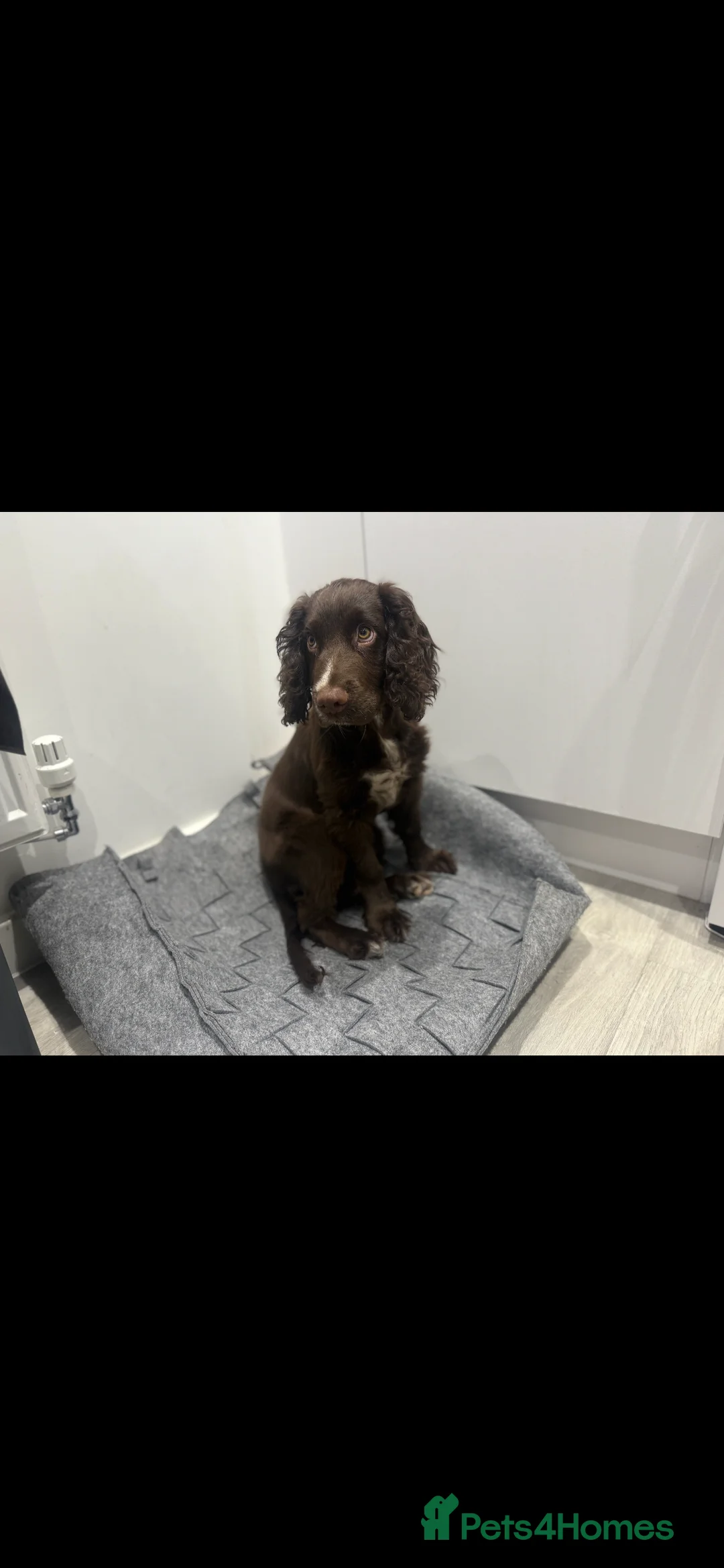 Sprocker dogs for stud: Woody for stud  - Advert 1