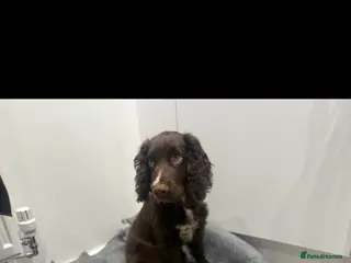 Sprocker dogs Woody for stud - Advert 1