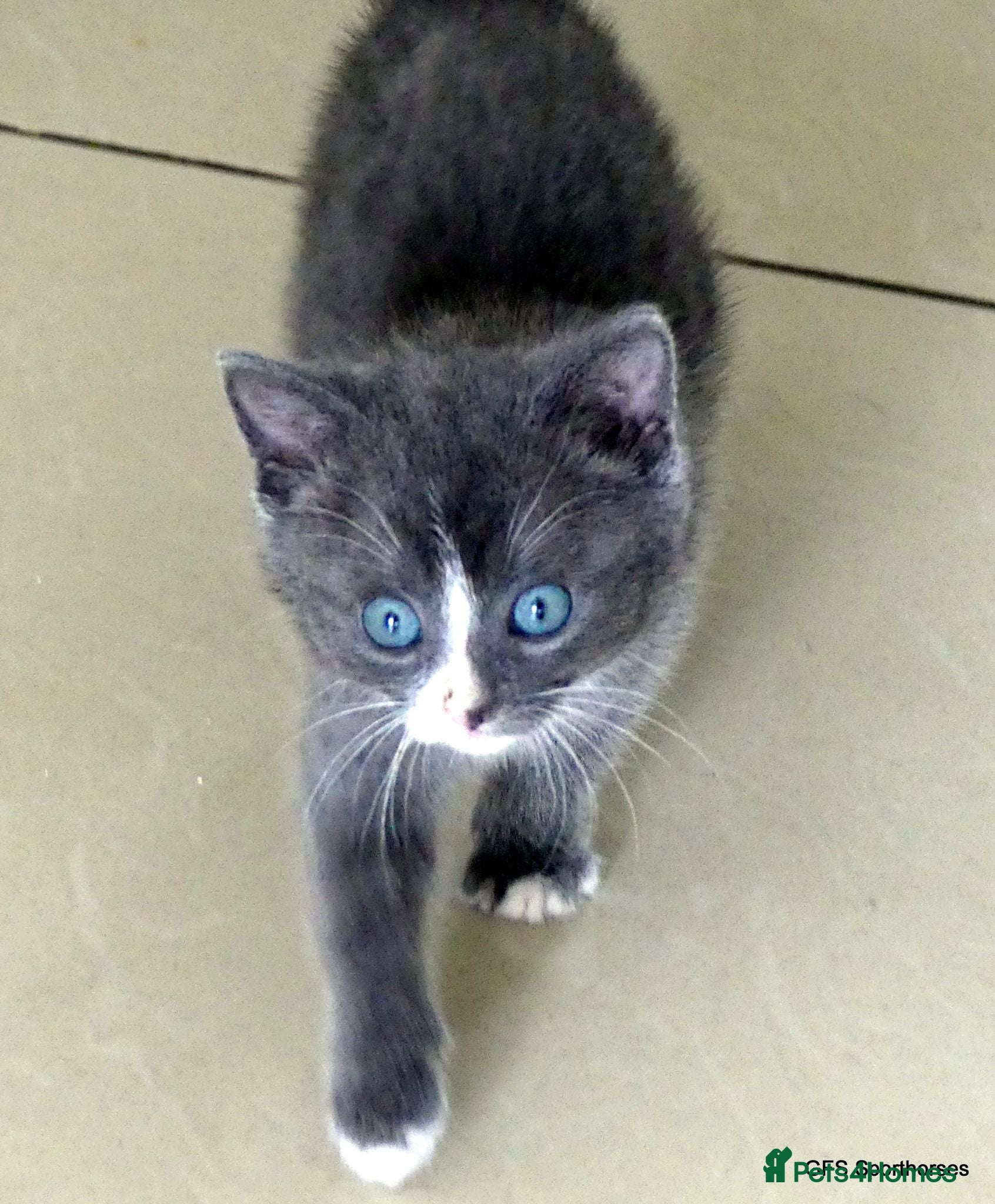 Mixed Breed cats Gorgeous Rag Doll/Maine Coon/Russian Blue X - Advert 1