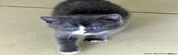 Mixed Breed cats for sale: Gorgeous Rag Doll/Maine Coon/Russian Blue X - Advert 1