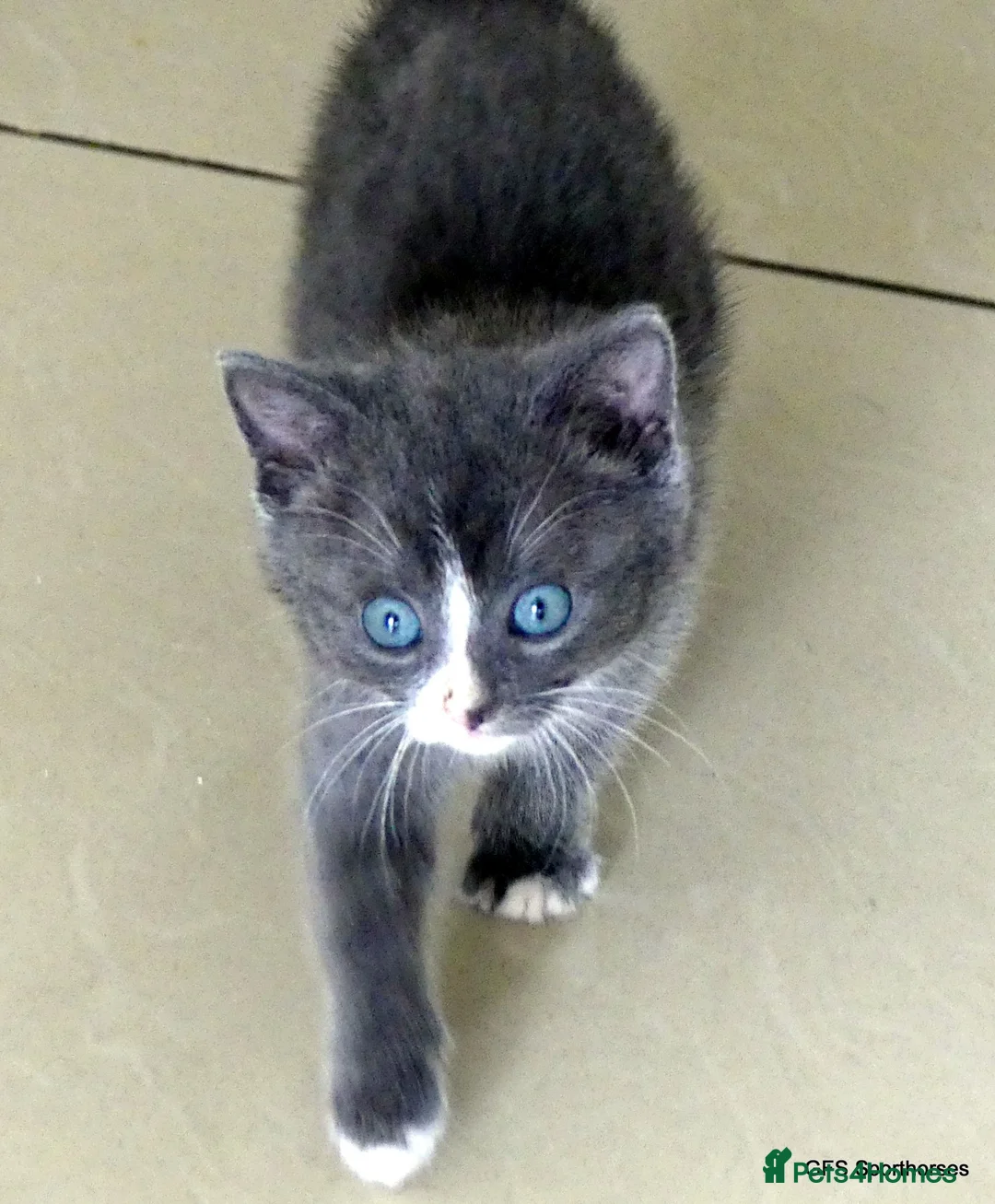 Mixed Breed cats for sale: Gorgeous Rag Doll/Maine Coon/Russian Blue X - Advert 1