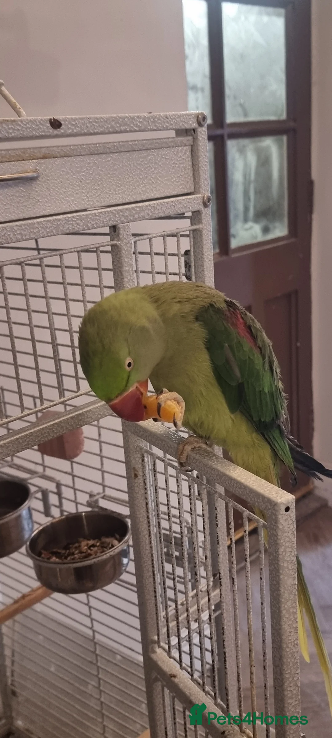 Parrots birds for sale: Alexandrien parrot. For sale £200 - Advert 3