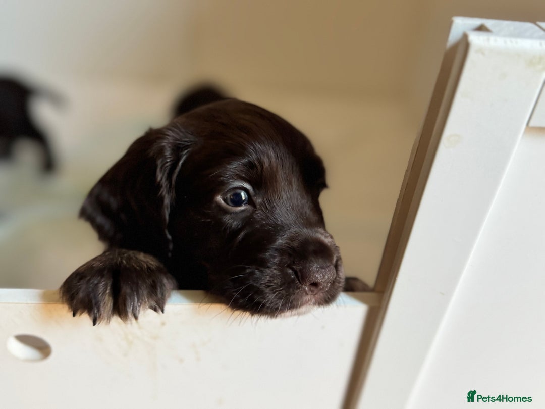 Cocker Spaniel dogs for sale: Working cocker spaniels  - Image 8