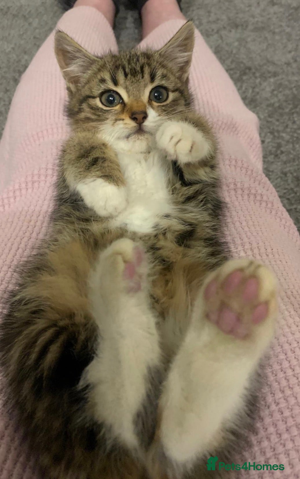 Mixed Breed cats for sale: 4 kittens ready for new homes - Advert 2