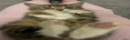 Mixed Breed cats for sale: 4 kittens ready for new homes - Advert 2