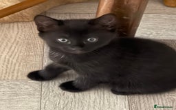 Maine Coon cats for sale: Beautiful mixed breed kittens  - Image 15