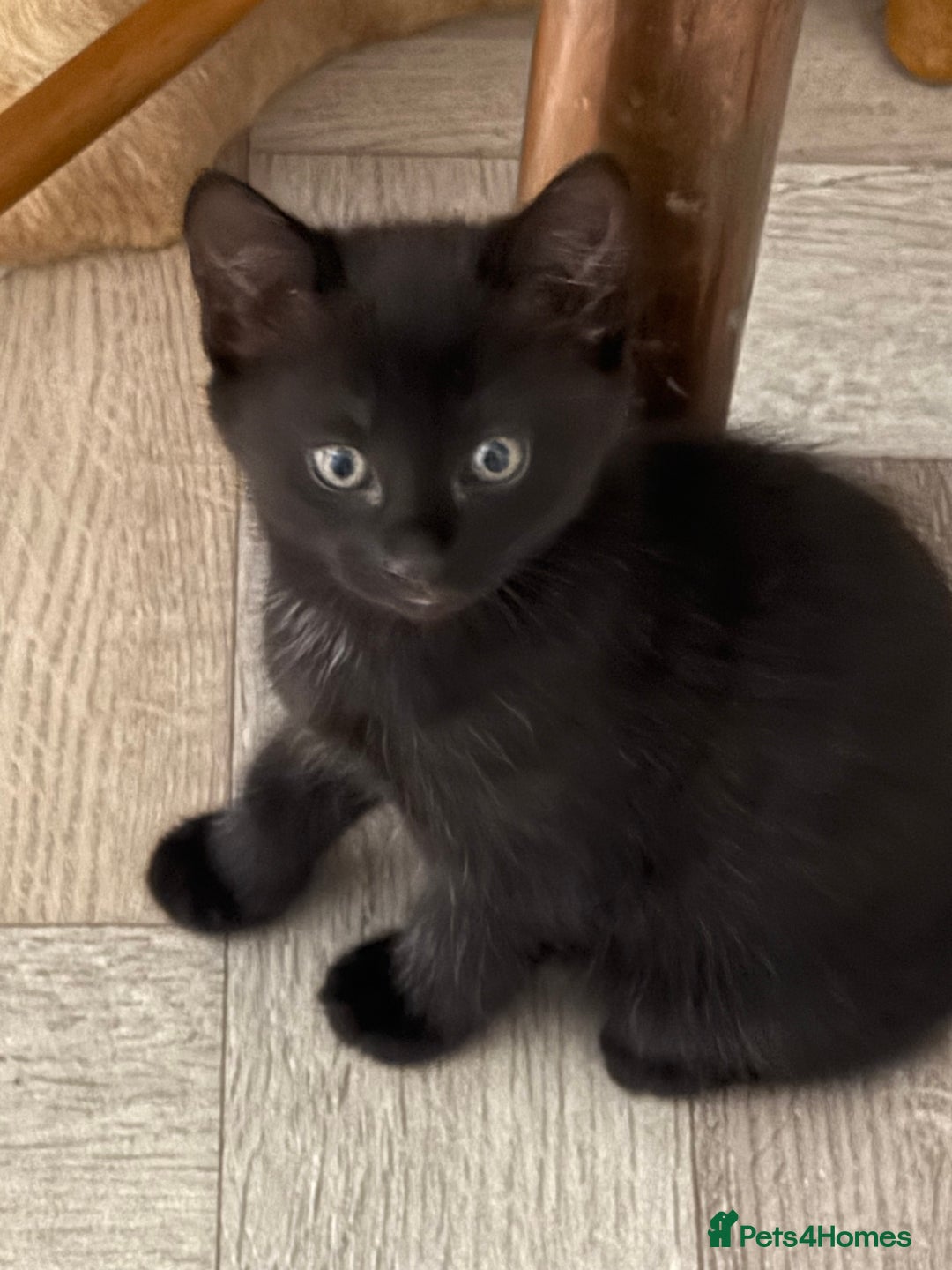 Maine Coon cats for sale: Beautiful mixed breed kittens  - Image 15