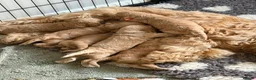 Cockapoo dogs for sale: F2 cockapoos in Grimsby - Advert 10