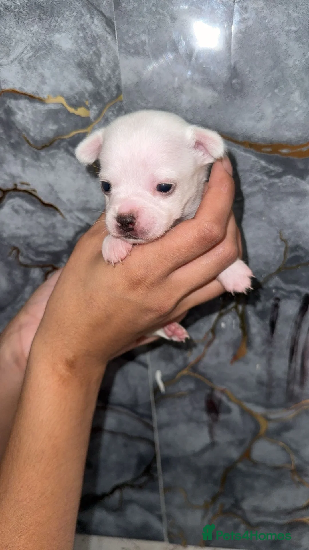Chihuahua dogs for sale: 🐾 Beautiful Chihuahua Puppies for Sale 🐾 - Advert 2
