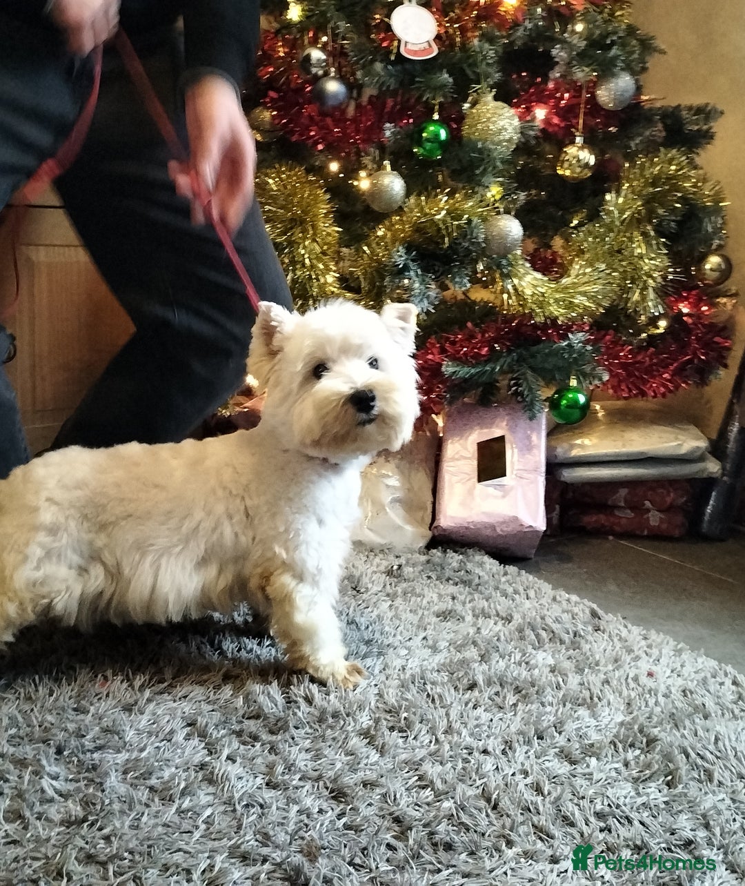 West Highland Terrier dogs for sale: 2yo KC westie girl  - Advert 1