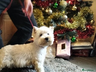 West Highland Terrier dogs 2yo KC westie girl - Advert 3