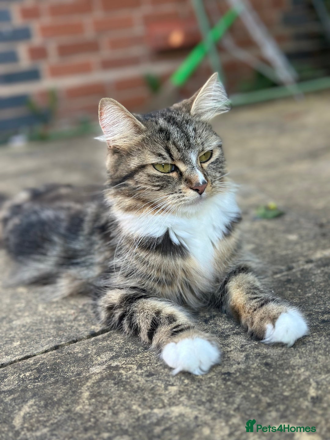 Maine Coon cats for sale: 3 weeks old 3 male 1 female  - Image 5