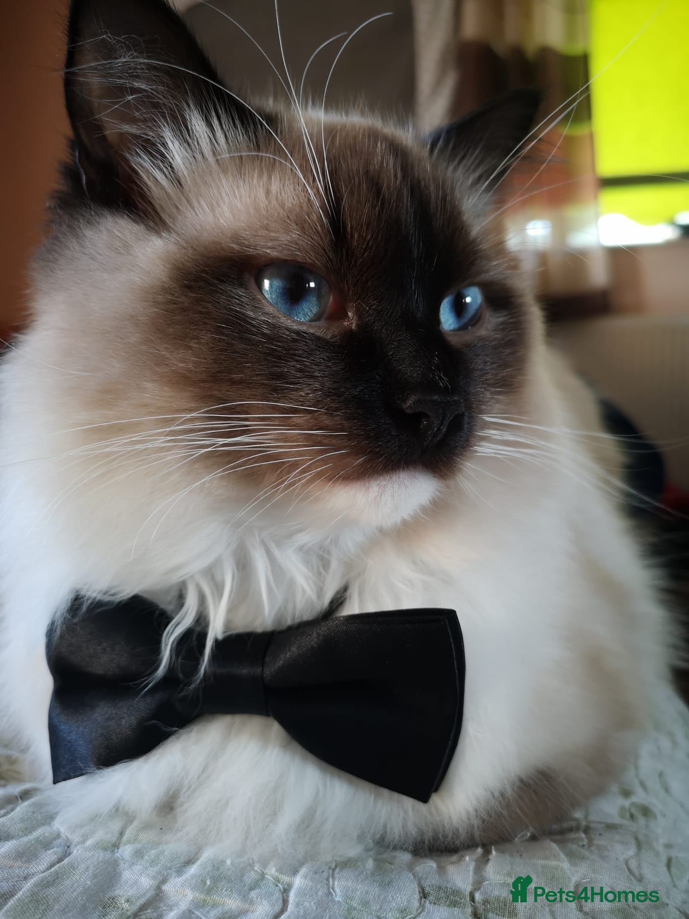 Ragdoll cats Chico Ragdoll for stud - Advert 2