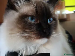 Ragdoll cats Chico Ragdoll for stud - Advert 2